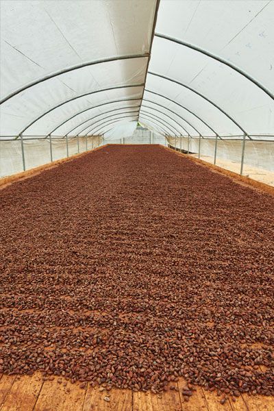 cocoa beans drying