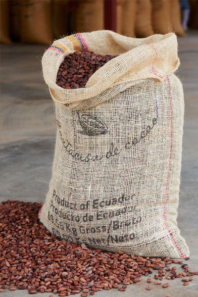cocoa beans ready to send